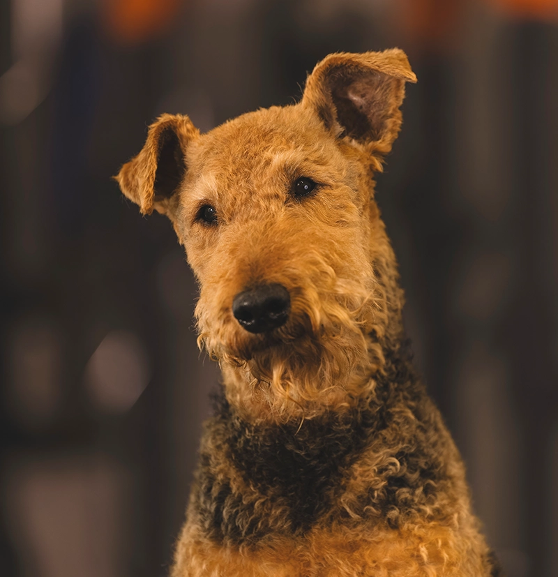 Simba, Sherpup Director of HR and Head Greeter at Sherpa Fit in Westport Connecticut.